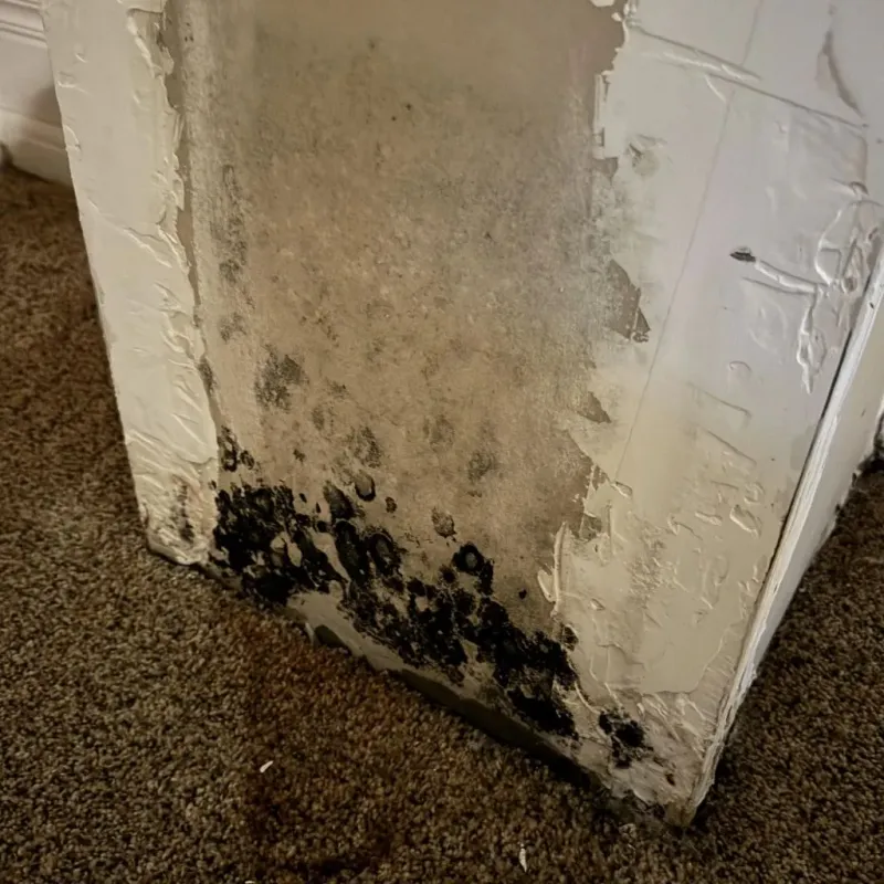 Professional Mold Removal in Warrior, AL